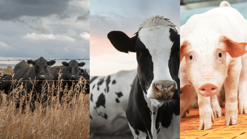 Além do Gado de Corte: 3 Especializações na Pecuária que Você Precisa Conhecer