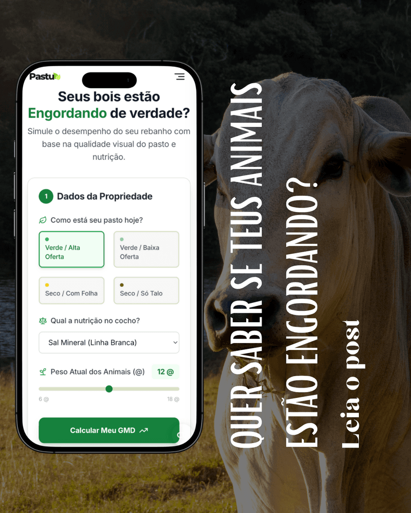 GMD: O número que manda no seu bolso (sem lero-lero)