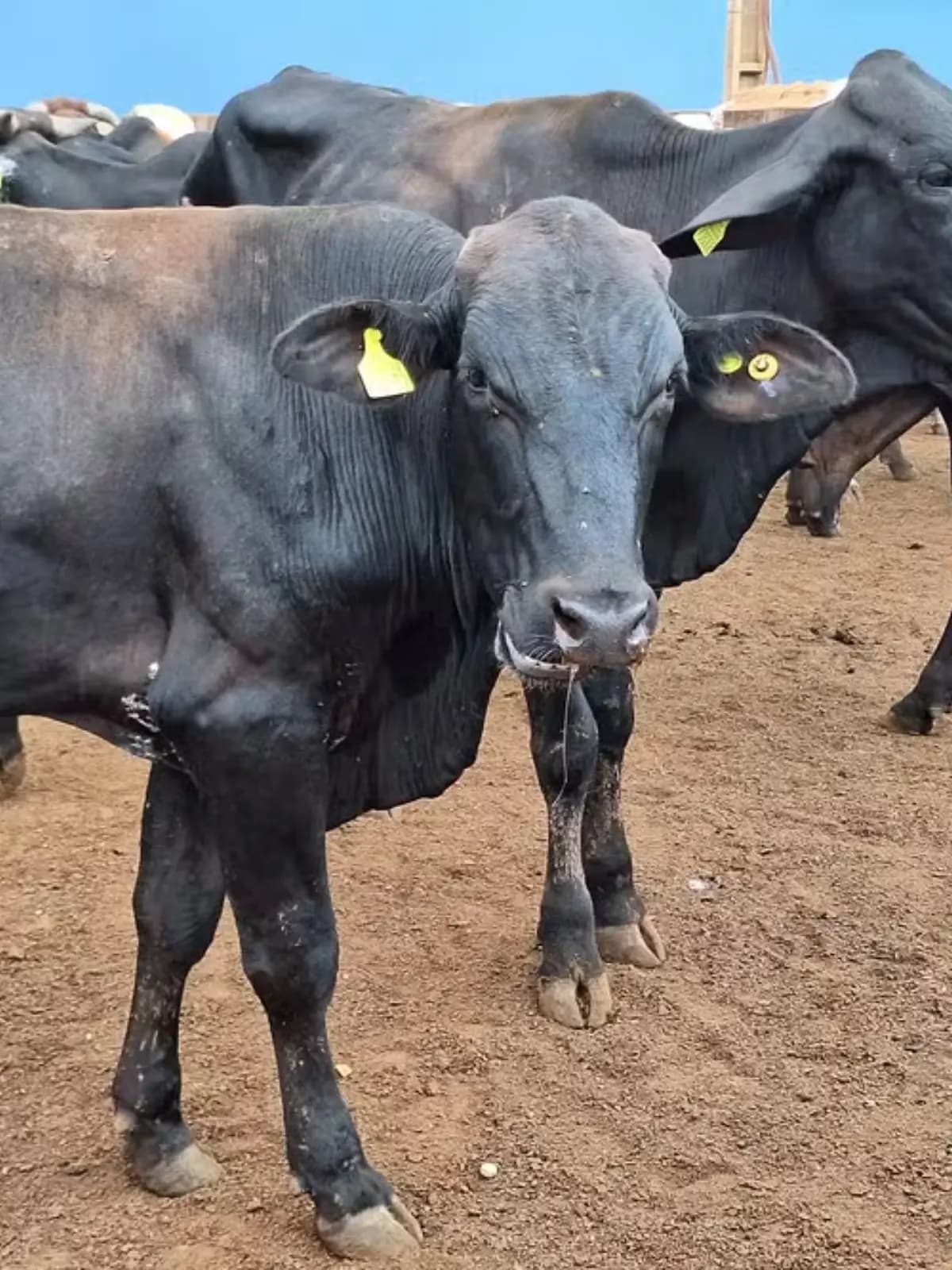 Electronic cattle identification