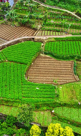 Pastagem vista de satélite