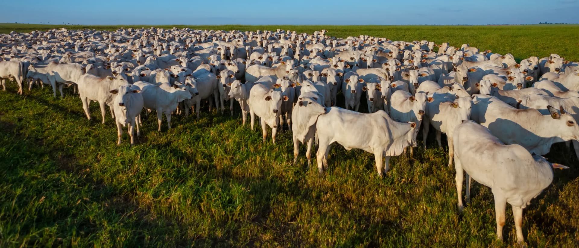 Aerial view of cattle pasture